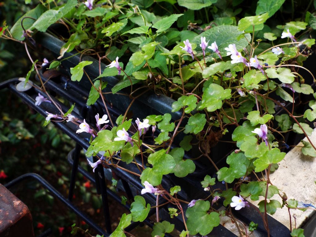 Cymbalaria muralis (Lamiales - Plantaginaceae)
